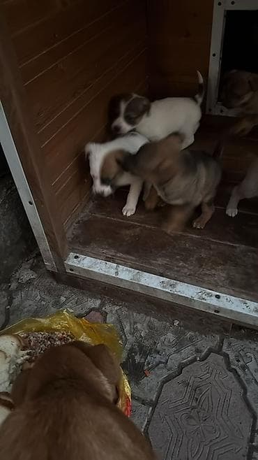 профессиональная дрессировка собак: Щенки смешанных пород Отдам Даром ! Кушают любую еду Подходят для — 1