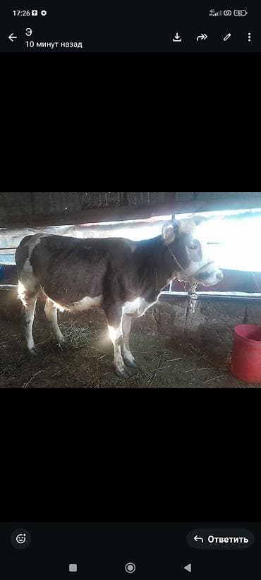 сельскохозяйственные животные продажа: Продаю | Бык (самец) | Полукровка | Привязанные — 1