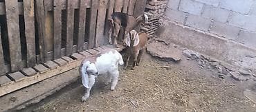 Үй жаныбарлары: Сатам | Улак | Аргын | Көбөйтүү үчүн — 4