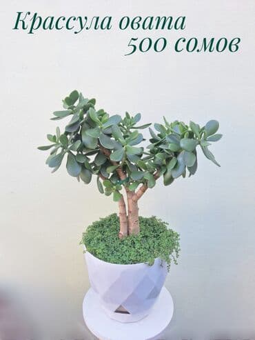 зеленое постельное белье: ● Комнатные растения (укоренённые черенки, молодые растения, взрослые — 39