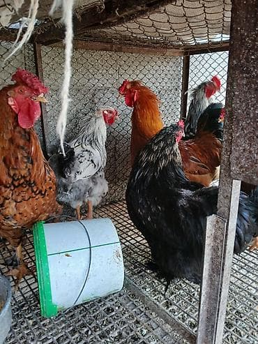 уй боос: Продаю | Куры | Для разведения — 2