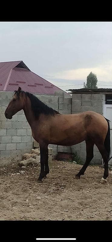 узи для животных цена: Продаю | Конь (самец) | Рабочий — 4