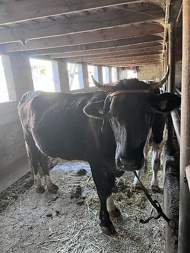 котята простые: Продаю | Корова (самка) | Алатауская | Для молока | Привязанные — 3