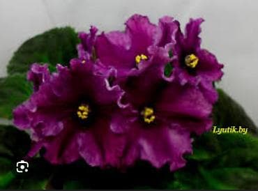 чоп орчу: Продаю детки сортовых фиалок,около 200 сортов🌺🌿🌺. Цены 80-130сом. Есть — 3