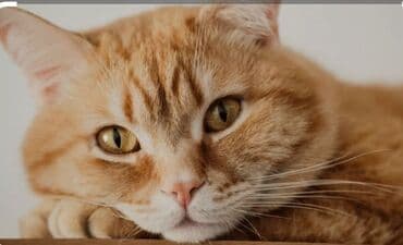 продать кошку: 6 месяцев, Мальчик, Приучена к лотку, Проглистована, С прививками — 1