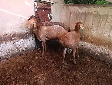 овцы баран: Продаю | Овца (самка), Баран (самец) | На забой — 6