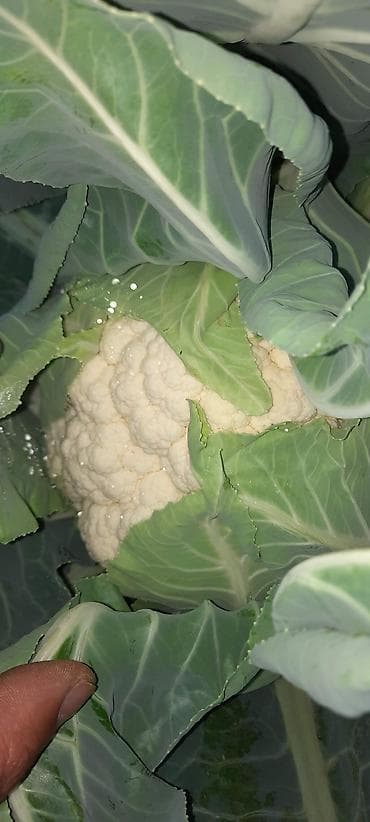 молочные продукты: Цветная капуста (со своего поля) - Плотные белые соцветия, закрытые — 4