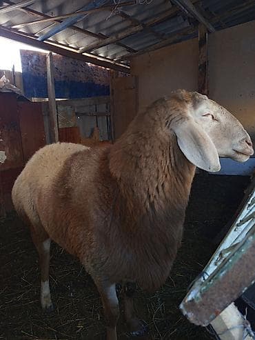 породы кур: Продаю | Баран (самец) | Для разведения | Осеменитель — 2