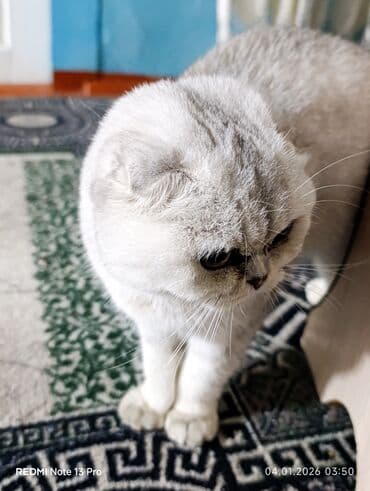 хаски собаки: Шотландская кошка (скоттиш-фолд), окрас серебристый шиншилла. поспорт — 3