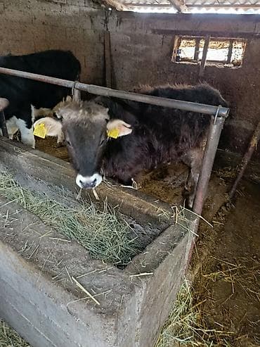 Продаю | Тёлка | Полукровка | На откорм at lalafo.kg Продаю | Тёлка | Полукровка | На откорм