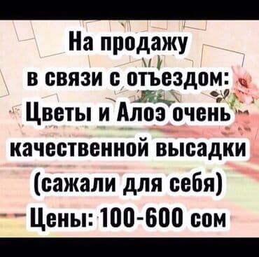 комнатные растения из голландии в бишкек каталог: Фотографии уже устарели. Теперь все алоэ намного выше и больше! — 15