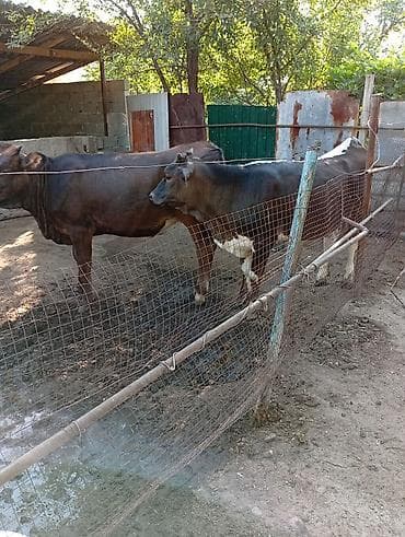 Продаю | Тёлка | Голштин, Швицкая | Для разведения, Для молока at lalafo.kg Продаю | Тёлка | Голштин, Швицкая | Для разведения, Для молока
