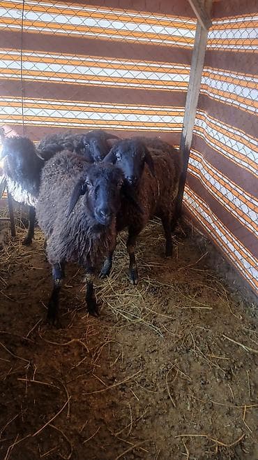 Продаю | Овца (самка) | Для разведения | Ярка