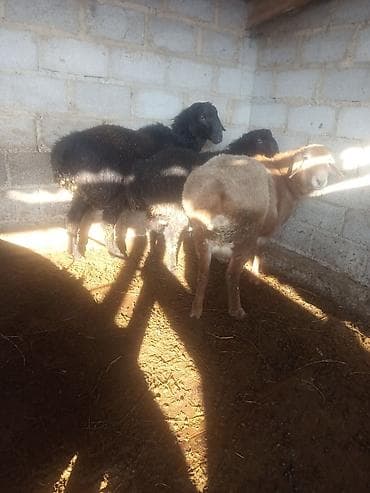 баран ягнята: Продаю | Баран (самец) | Эдильбаевская, Арашан | Для разведения — 6