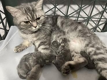 котенок в добрые руки: Британские короткошёрстные котята, окрас серебристый табби — 7