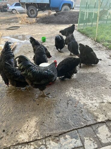 вязка кошек ош: Продаю | Куры | Для разведения — 1