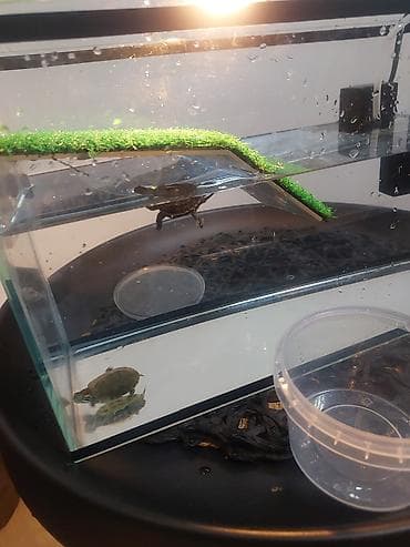 Аквариум-15 литр террариум для водных черепах и 3 шт красноухие