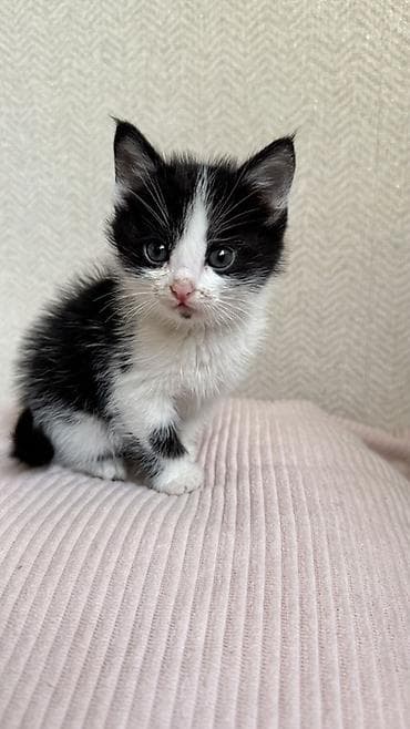 возьму кота: Беспородная, 2 месяца, Девочка, Биколор — 3