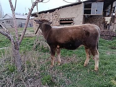 Мышыктар: Сатам | Бука (эркек) | Алатоолук | Бордоп семиртүү үчүн | Байланган — 7