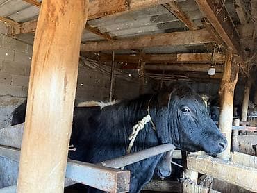 кролик баран: Продаю | Бык (самец) | Полукровка | На откорм | Привязанные — 2