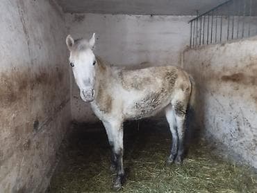 лошади в канте: Продаю | Кобыла (самка) | Кара Жорго | На забой — 3