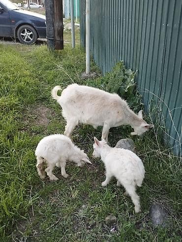 утки белые: Продаю | Коза (самка) | Зааненская | Для разведения | Племенные — 5