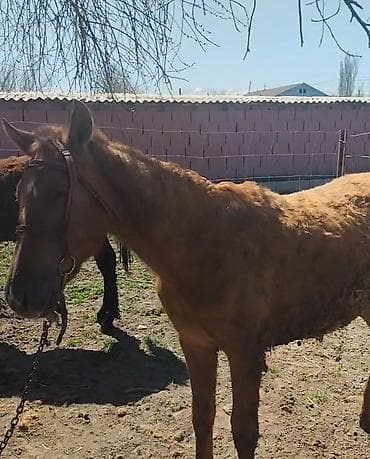 балык форель: Продаю | Кобыла (самка) | Для разведения — 1