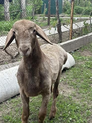 дакан шамо: Продаю | Баран (самец) | Эдильбаевская | Для разведения — 4