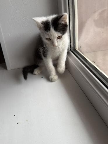 scottish fold: Котёнок, черно-белый окрас (ван с «шапочкой» и тёмным хвостом) - — 2