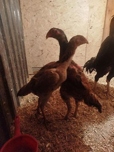 ит базар бишкек: Дакан мекиштер сатылат активный алмашу жолдору бар адрес Заря Тынчтык — 2