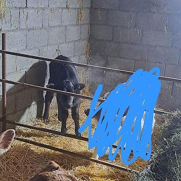 абиссинская кошка бишкек: Продаю | Музоо, торпок | Швицкая | Для разведения, Для молока | Племенные, Искусственник — 1