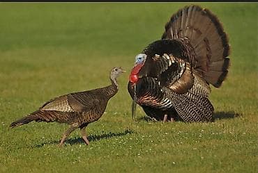 корм ячмень: Продаю | Индюшка (самка) | Для разведения | Племенные — 1