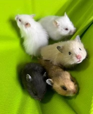 кой сой: Продаются хомячки сирийские, ангорские пушистые хомячки, джунгарские — 1