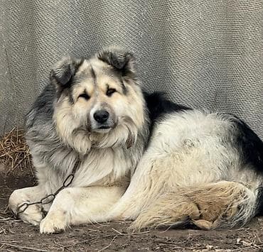 Ит бекер берем: Крупная пушистая собака-охранник. Длинная густая шерсть с подпалом — 2