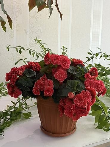 Комнатные растения в горшках 1) Бегония клубневая (махровая) —