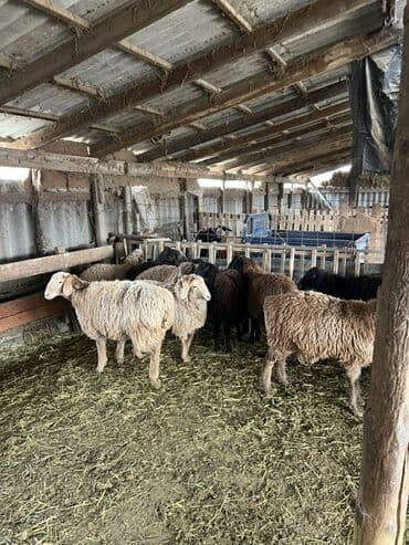 купить собаку хмонг: Продаю | Овца (самка) | Полукровка — 7