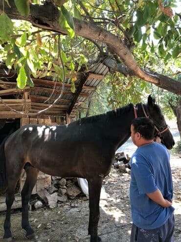 Продаю | Конь (самец) | Конный спорт | Племенные