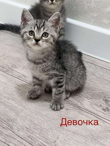 cat sofa: Шотландские котята: 1) девочка (Scottish fold) ПРОДАНА 2) девочка — 3