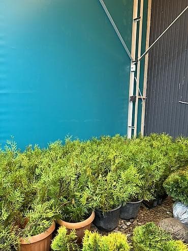 Үй жана бакча: Хвойные саженцы в контейнерах для озеленения участков - — 9