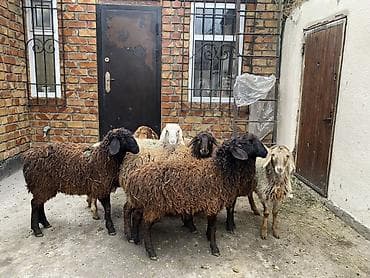 ящик для фрукты: Продаю | Овца (самка) | Для разведения — 4