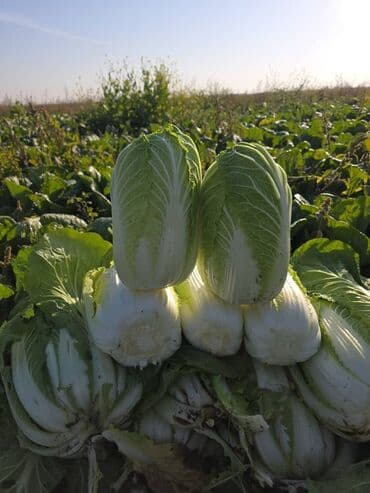 оптом продукт: Капуста Пекин — 4