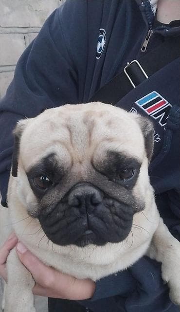 щенки бельгийская овчарка: Порода: мопс, окрас бежевый (фаун) с темной маской. Описание: торг — 2