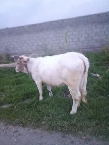 купить рыбу клоуна: Продаю | Тёлка | Для разведения | Нетель — 3