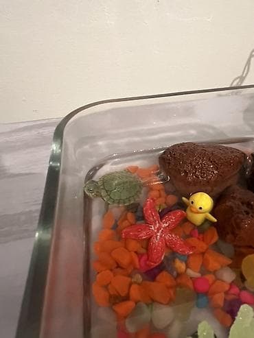 Другие животные: Продаю водную черепаху с маленьким аквариумом и кормом — 1