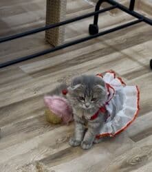 шотландская золотая шиншилла цена: Скотиш Фолд (Шотландская вислоухая), 3 месяца, Девочка, Серый, Приучена к лотку, Проглистована, С документами — 35