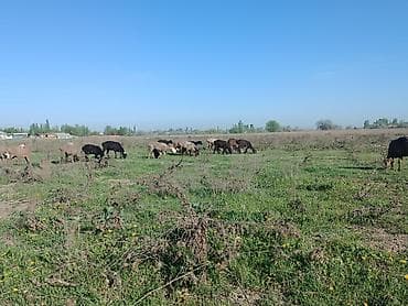 продаю куриц: Продаю | Овца (самка) | Для разведения | Матка — 3