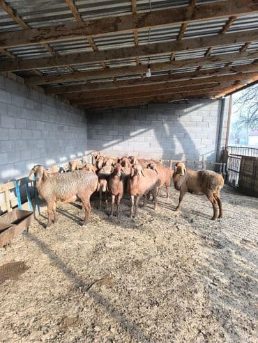 сельскохозяйственные животные продажа: Продаю | Ягненок, Овца (самка) | Арашан | Для разведения | Племенные — 3