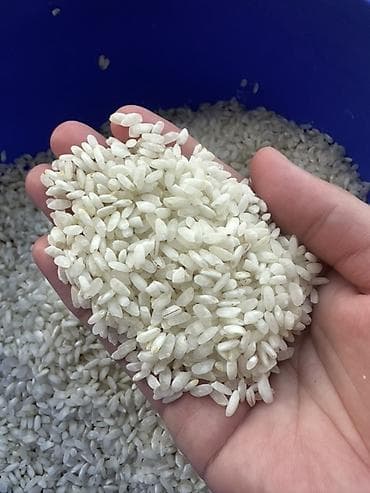 Рис круглозёрный шлифованный - Тип: белый круглозёрный рис, зерно — 1