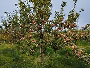 вайеный антоновка: 4 соток, Для бизнеса, Красная книга — 9