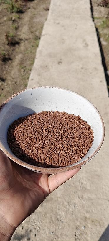 тошок купить: Озгон куруч, 300кг рис. Озгон — 3